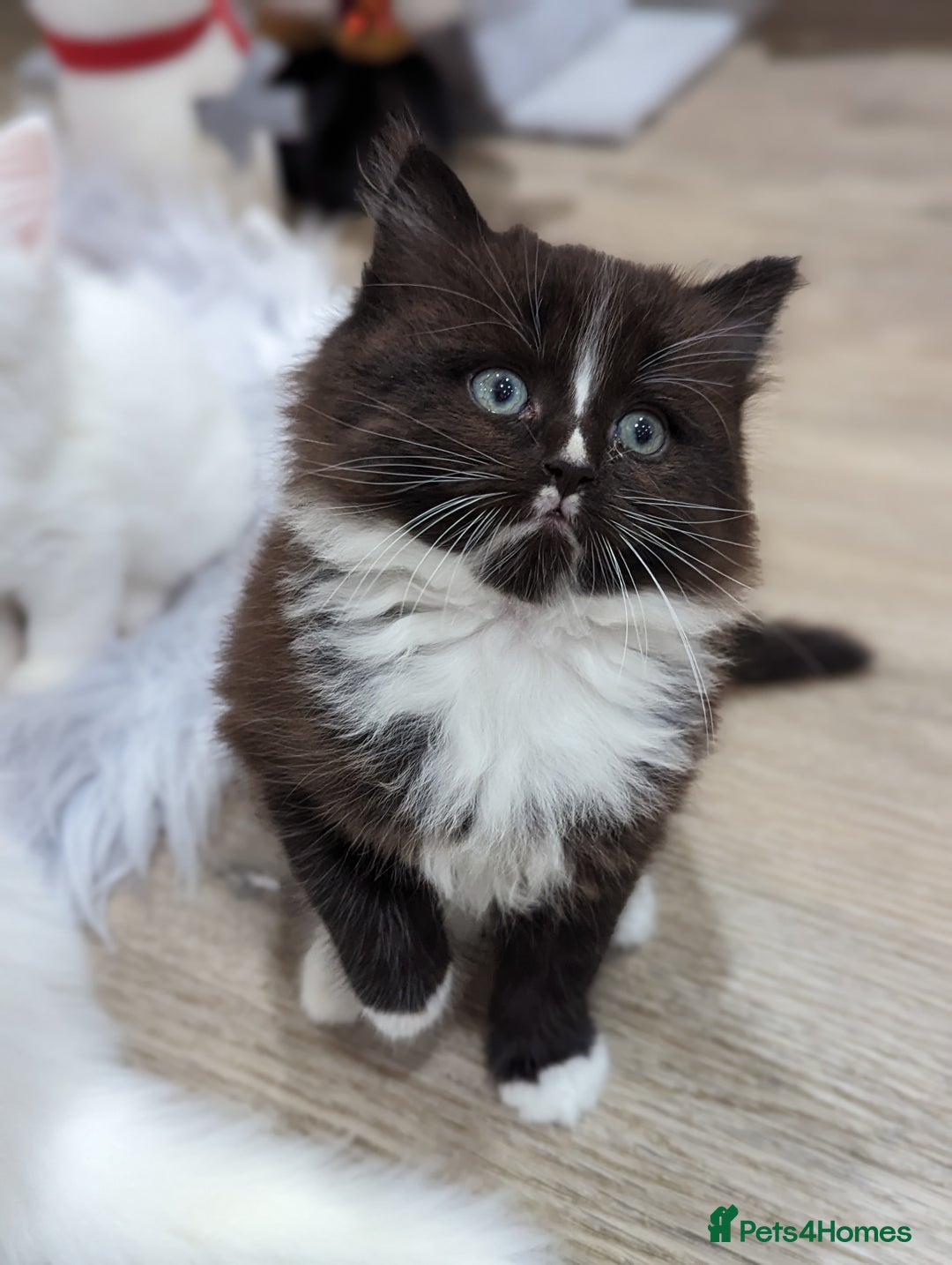 Ragdoll cats for sale: Ragdoll kittens - Advert 22