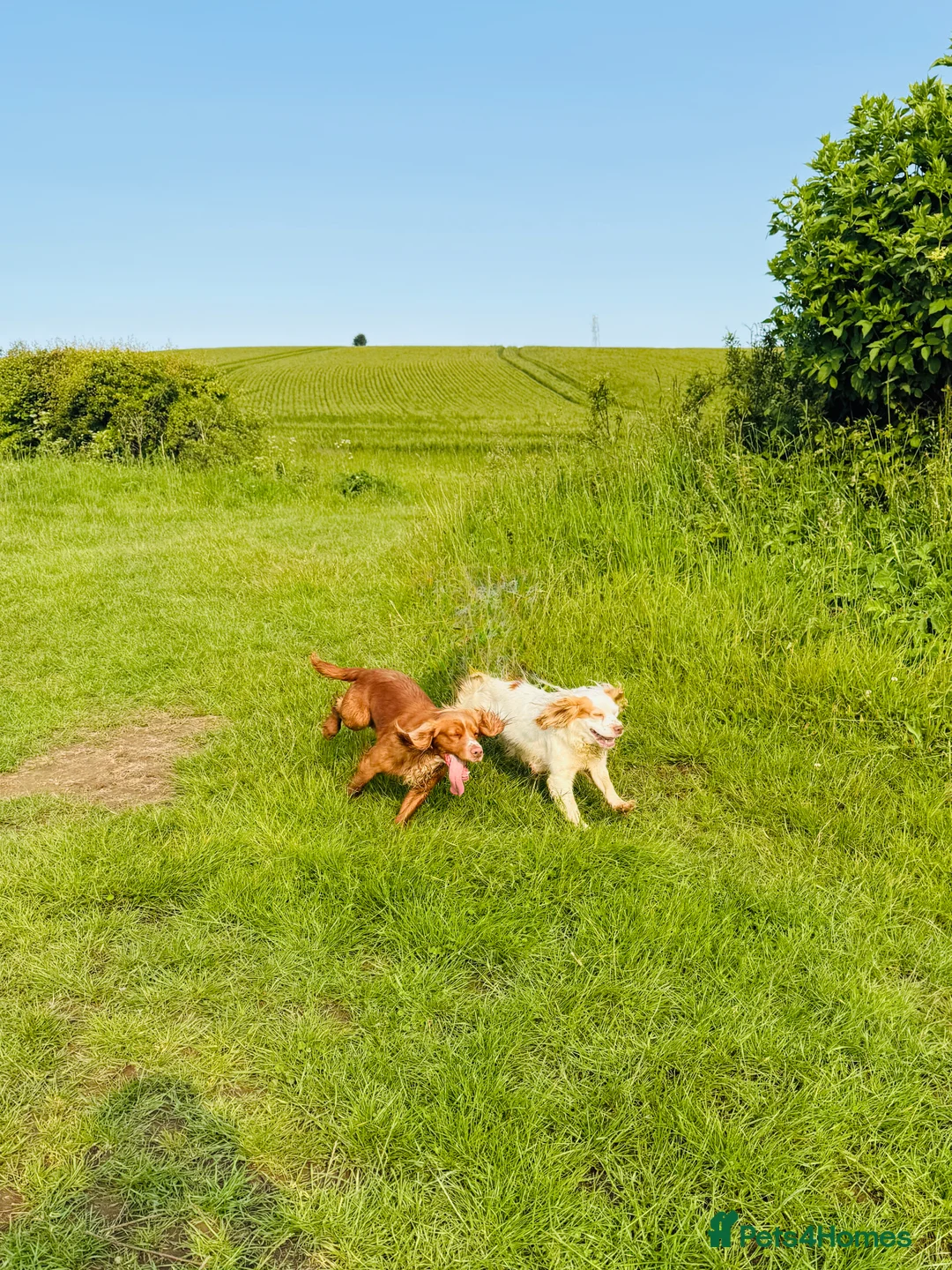 Cocker Spaniel dogs for stud: Cracking cocker spaniel for Stud  - Advert 10