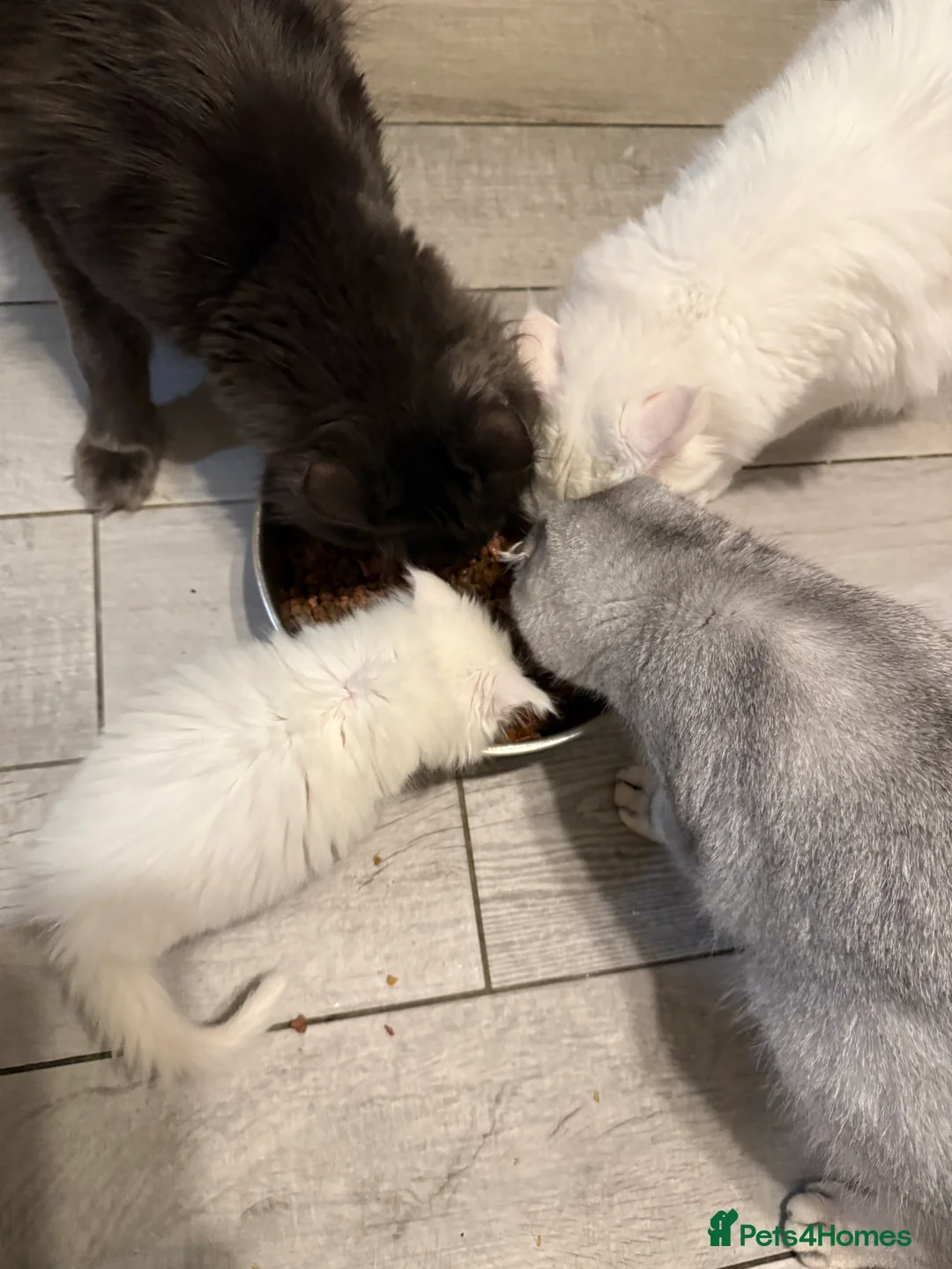 Maine Coon cats for sale: Maine Coon all white kitten 🐈‍⬛  - Advert 5