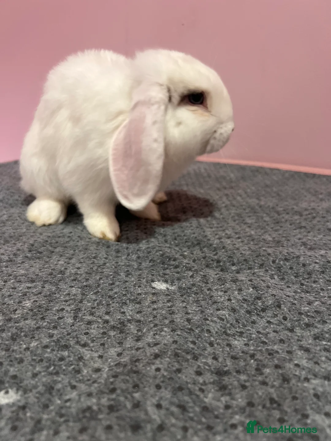 Mini Lop rabbits for sale: 15 week old male mini lop for sale  - Advert 4