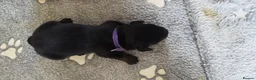 Rottweiler dogs for sale: ROTTWEILER PUPS- ALL RESERVED  - Advert 20