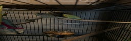 Budgerigars birds for sale: Budgies and cages  - Advert 4