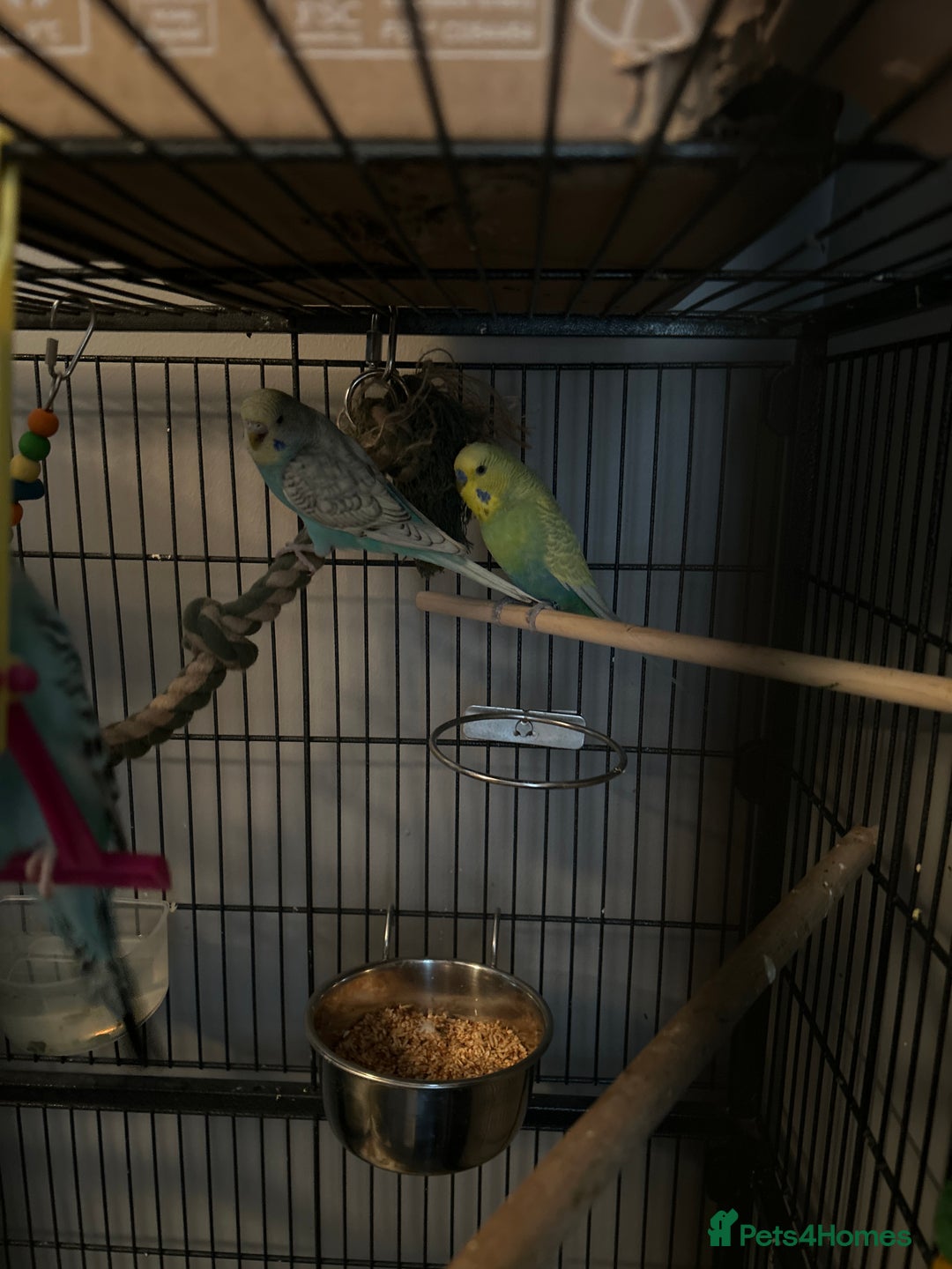 Budgerigars birds for sale: Budgies and cages  - Advert 4