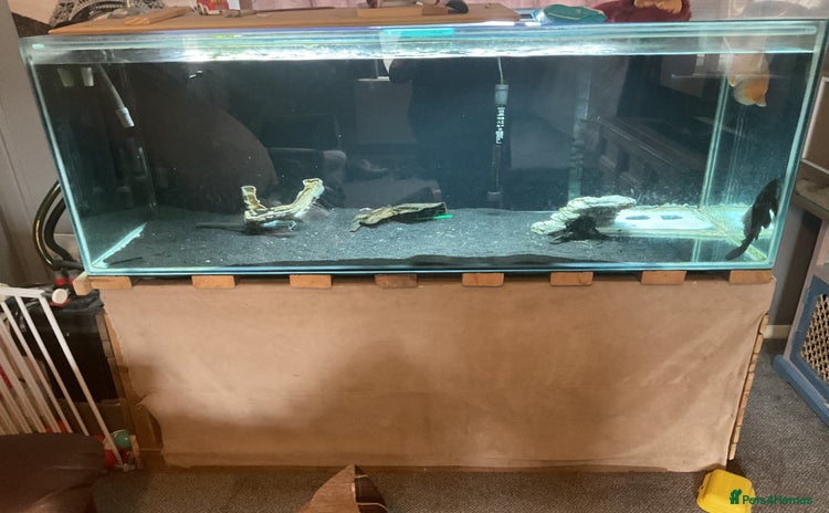 Cichlids fish - Advert 1