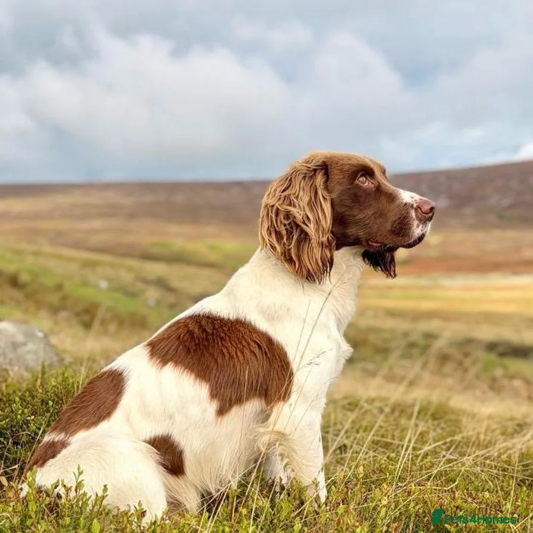 Springador dogs for sale: Springadors! 6 puppies  in Skipton - Advert 2