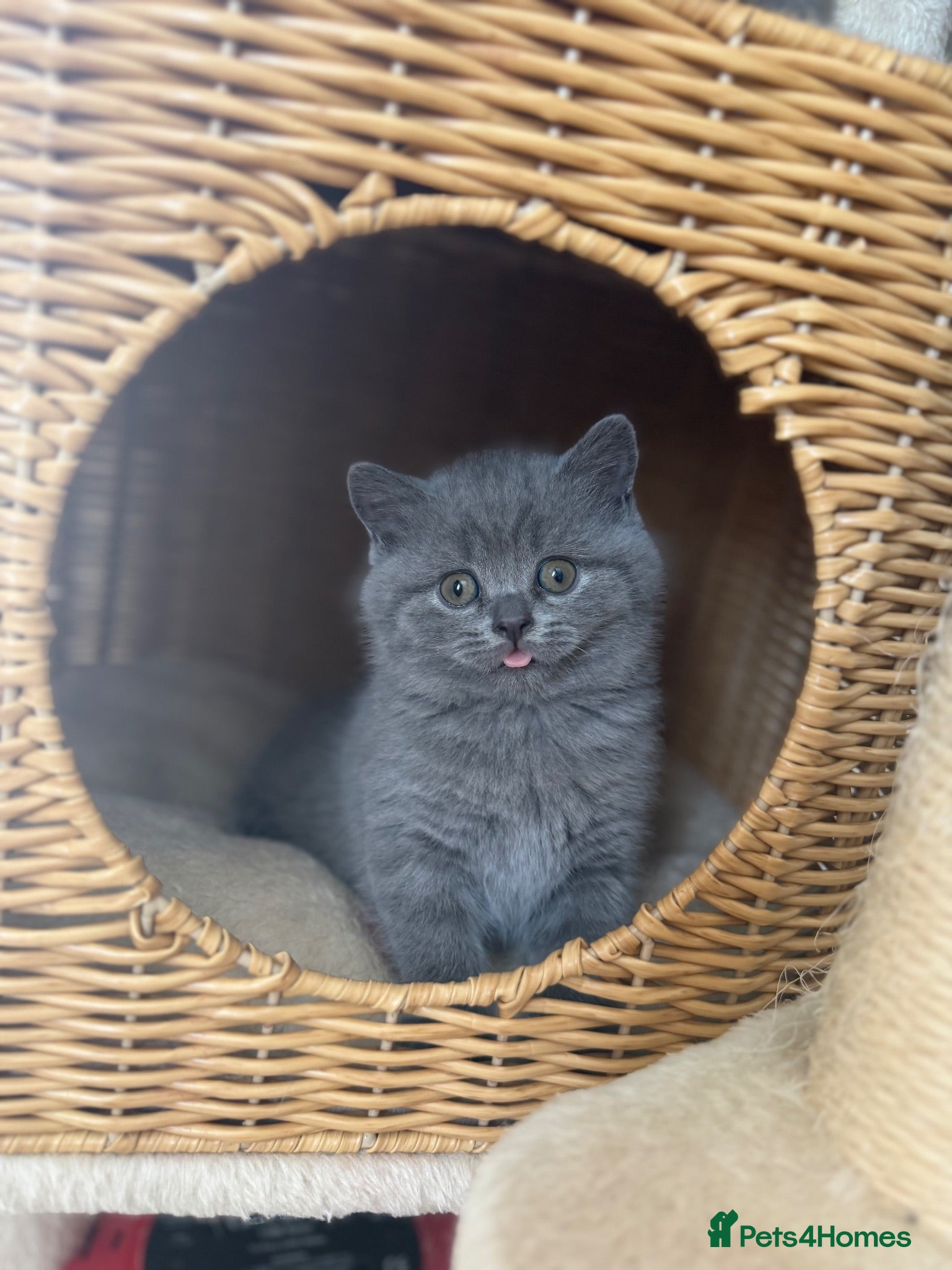 Scottish Fold cats Gorgeous blue Scottish folds/straights - Advert 5