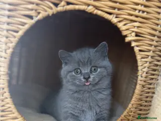 Scottish Fold cats Gorgeous blue Scottish folds/straights - Advert 6