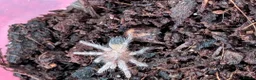 Tarantulas invertebrates for sale: Various Tarantulas (read description)  - Advert 5