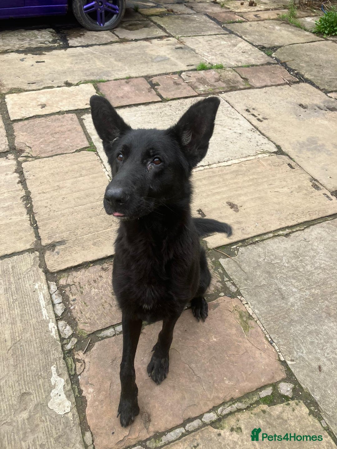 German Shepherd dogs for sale: 2 German Shepherd Bitches Ready Now - Image 13