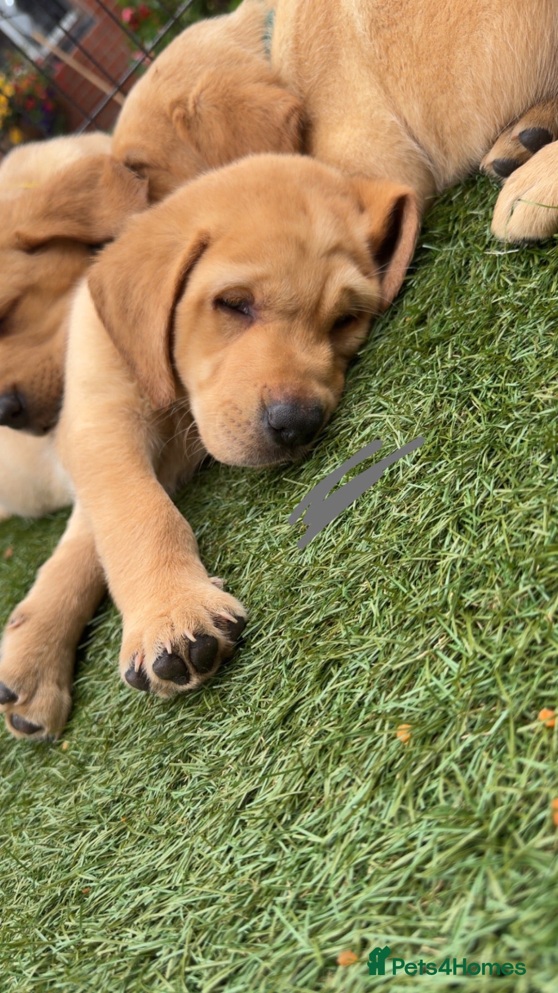 Labrador Retriever dogs Beautiful chunky yellow Labrador puppies  - Advert 1
