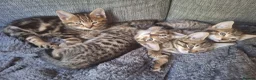 Mixed Breed cats for sale: 2 litters of 2 mommy in Preston - Advert 28