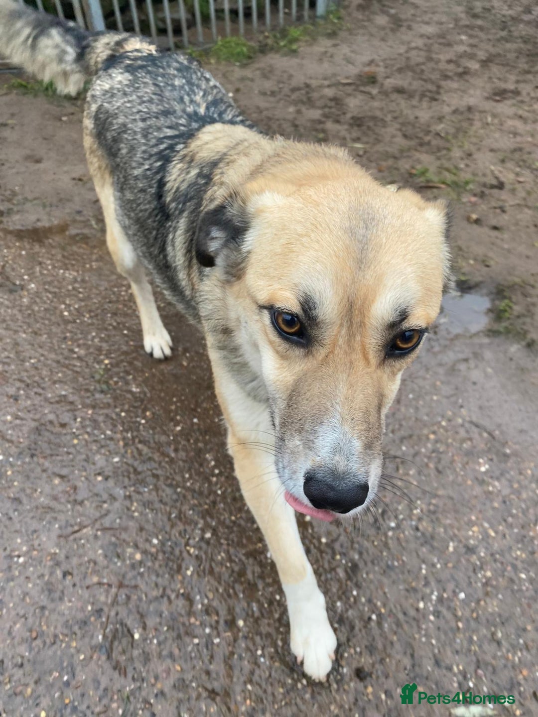 Mixed Breed dogs for adoption: CHLOE - a Lovely mix breed Girl, for a Loving Home - Image 10