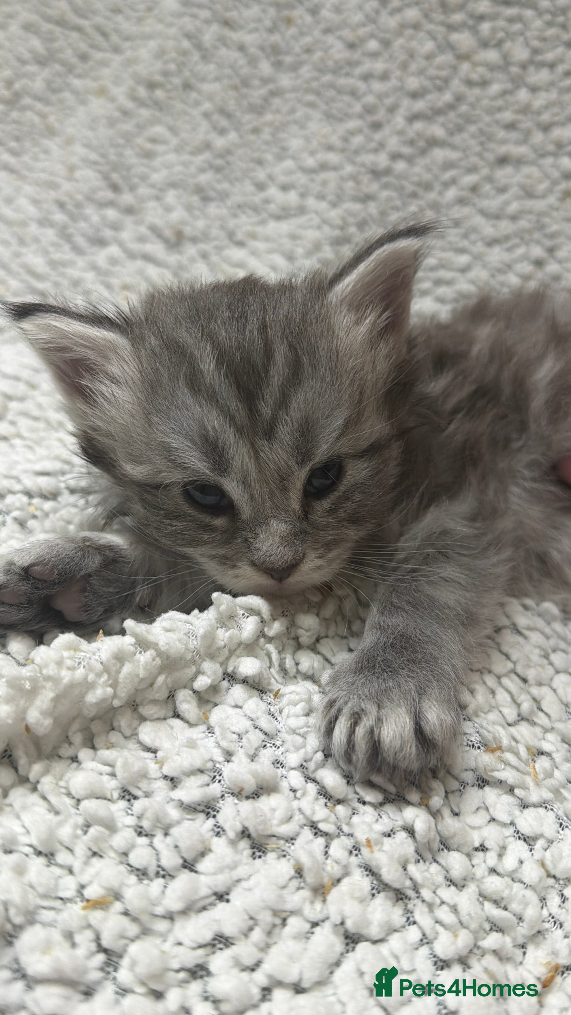 Maine Coon cats Beautiful maine coons - Advert 16