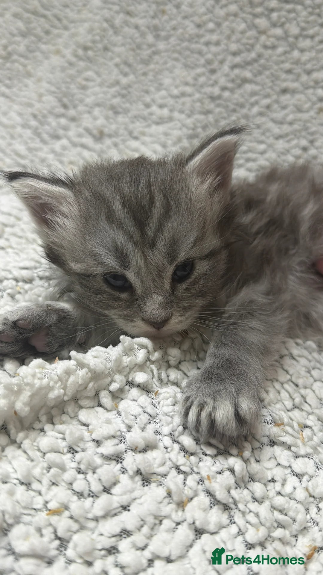 Maine Coon cats for sale: Beautiful maine coons - Advert 6