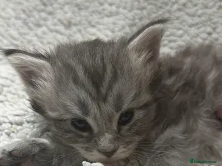 Maine Coon cats Beautiful maine coons - Advert 16