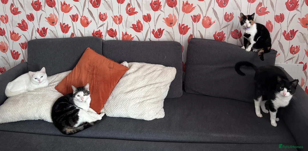 Domestic Shorthair cats for sale: Beautiful grey kittens  - Advert 6