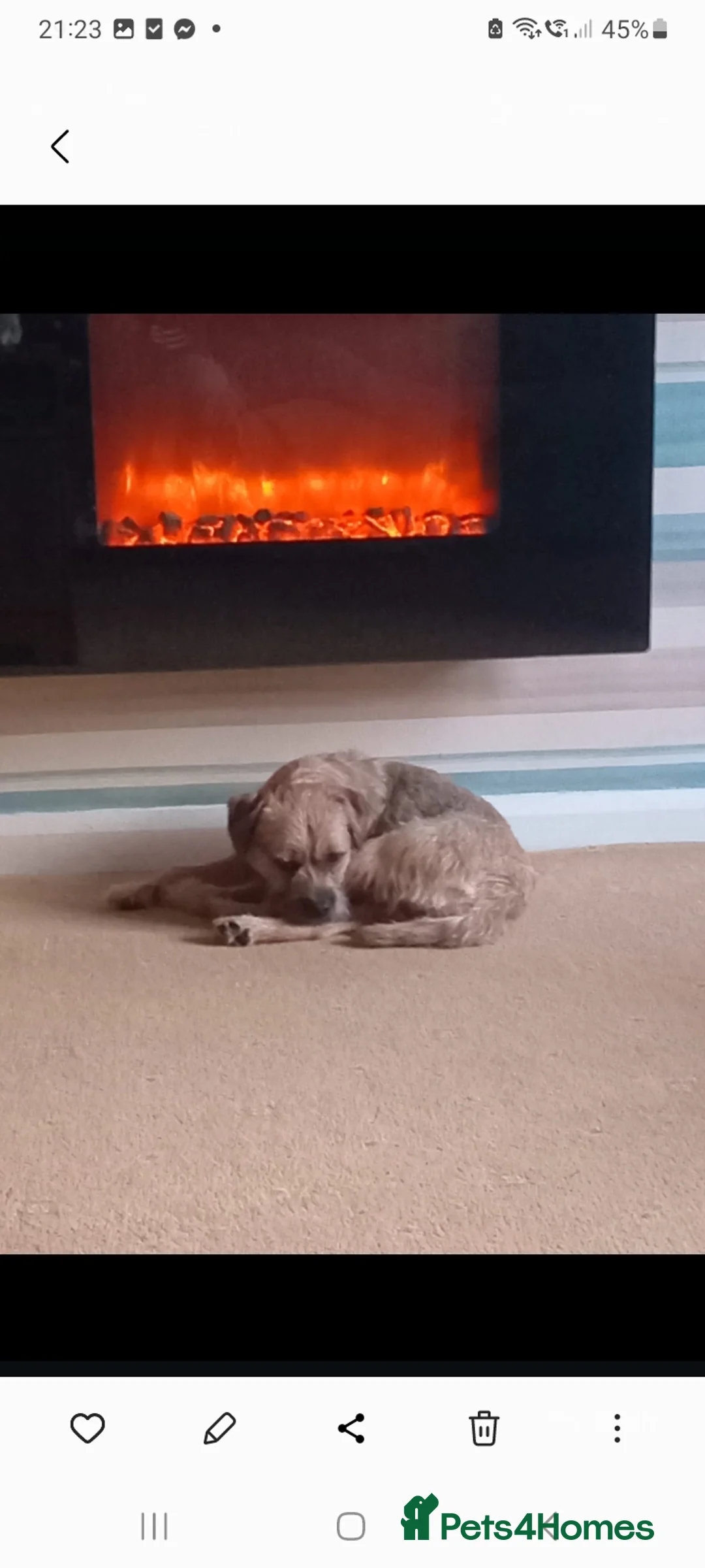 Border Terrier dogs for sale: Border trerrier puppies - Advert 2