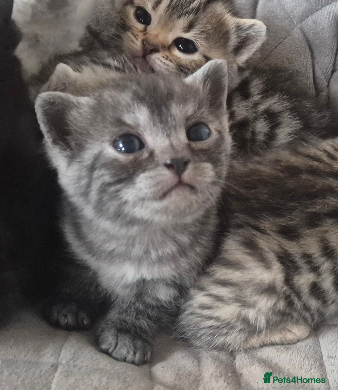 Bengal cats for sale: Bengal x British short hair - Advert 11