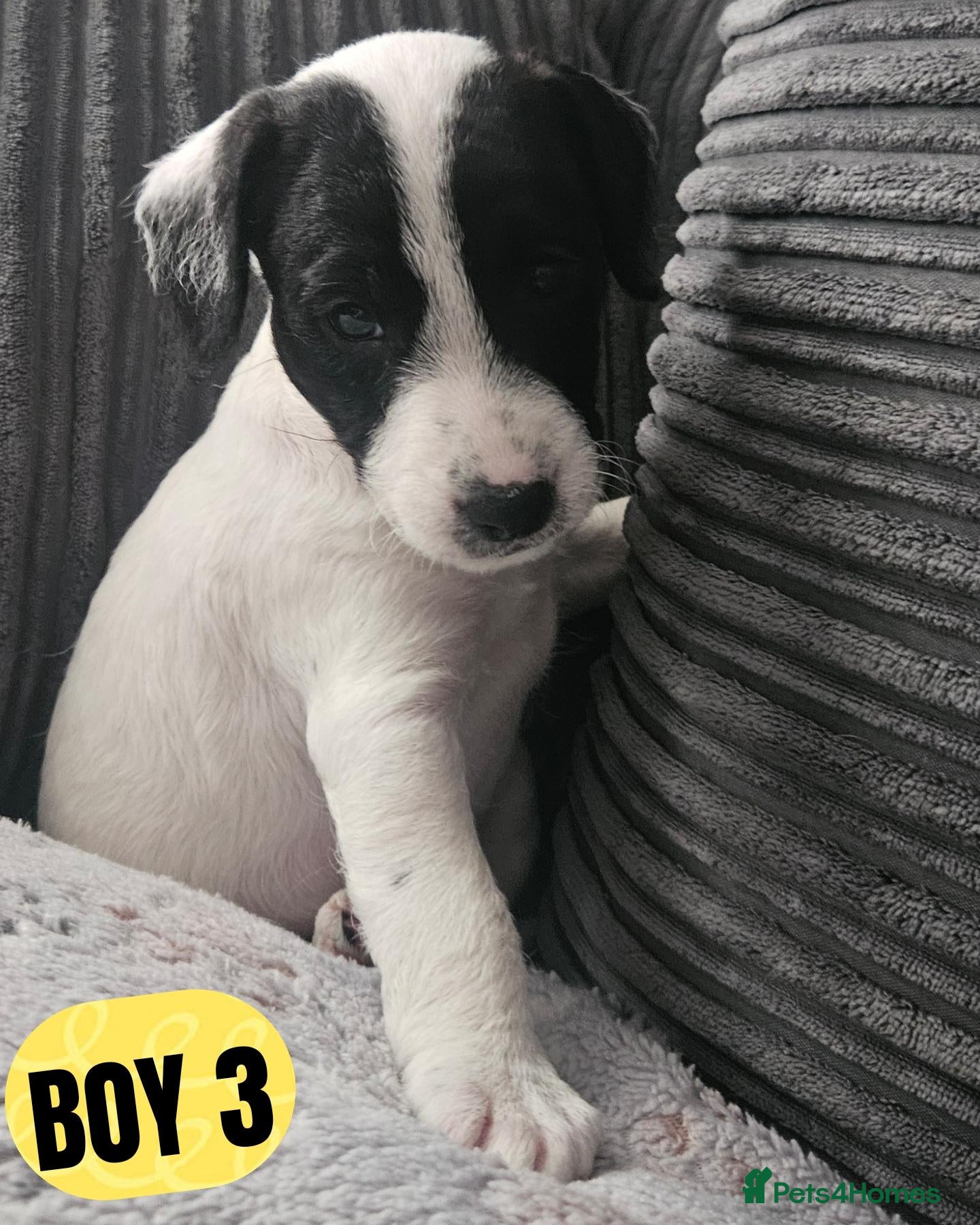 Mixed Breed dogs Adorable jackapoo jack russel x cockapoo puppies. - Advert 3