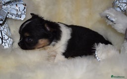 Chihuahua dogs for sale: Stunning long coat chihuahua puppies - Image 7