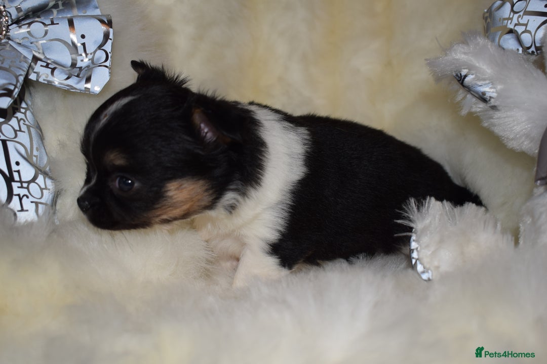 Chihuahua dogs for sale: Stunning long coat chihuahua puppies - Image 7