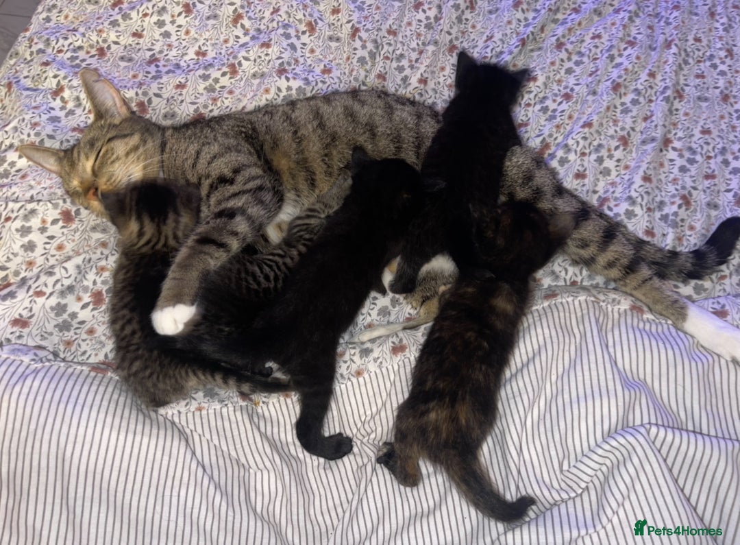 Domestic Shorthair cats for sale: 2 Adorable kitten available to be re-homed 🥰 - Advert 5
