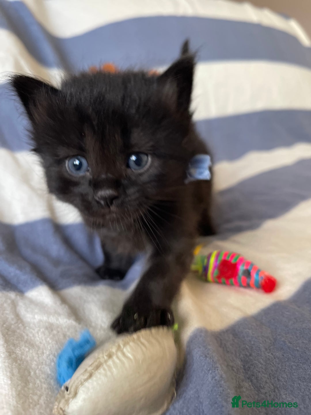 Mixed Breed cats for sale: The Night & Light Litter – 6 Adorable Kittens  - Advert 9