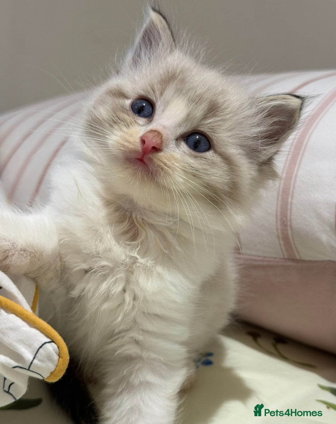 Ragdoll cats for sale: Beautiful Registered Ragdoll Male Kitten - Image 6