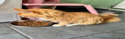 Maine Coon cats for adoption: Beautiful 5-Year-Old Maine Coon Looking for Home  in Nottingham - Advert 7
