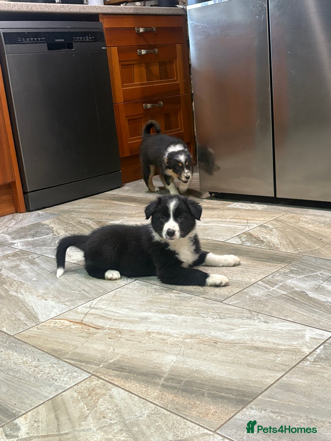 Border Collie dogs for sale: Border collie puppies  - Advert 14