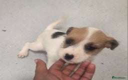 Jack Russell dogs for sale: Jack russell pups  - Image 12