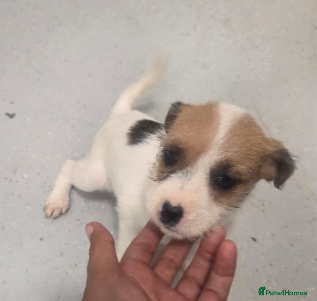 Jack Russell dogs for sale: Jack russell pups  - Image 12
