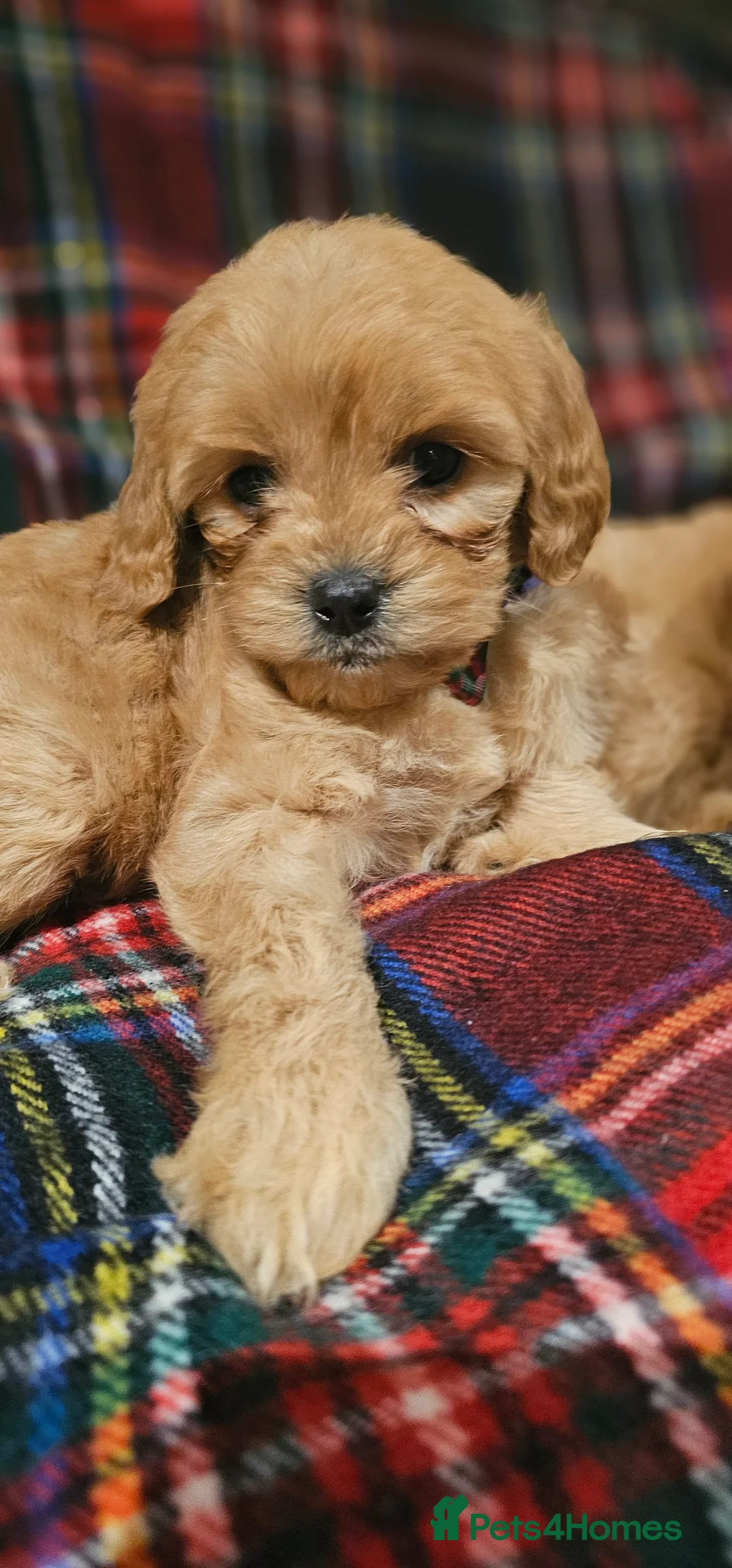 Cavapoochon dogs for sale: They are ready to leave now  - Advert 4