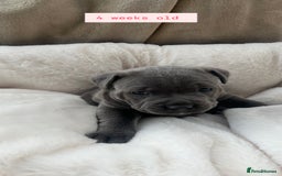 Staffordshire Bull Terrier dogs for sale: Orange Collar Puppy  - KC registered Blue ‘Bullscaff Pharaon’ Staffy Boy - Image 8