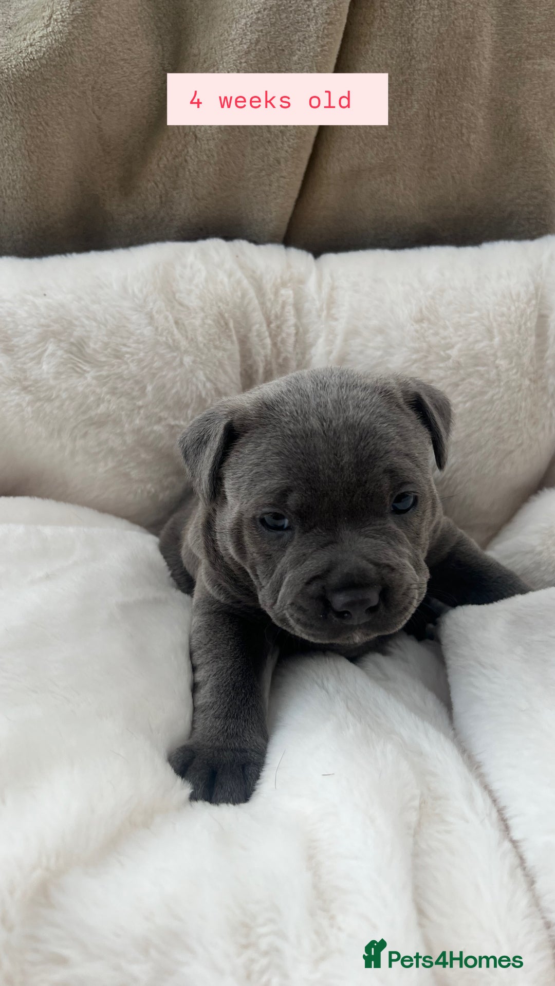 Staffordshire Bull Terrier dogs for sale: Orange Collar Puppy  - KC registered Blue ‘Bullscaff Pharaon’ Staffy Boy - Image 8