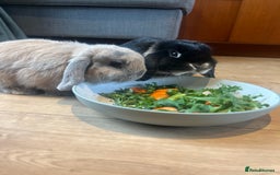 Mini Lop rabbits for sale: 2 Mini Lop + Large Hutch Ready for 5 star Family  - Image 9