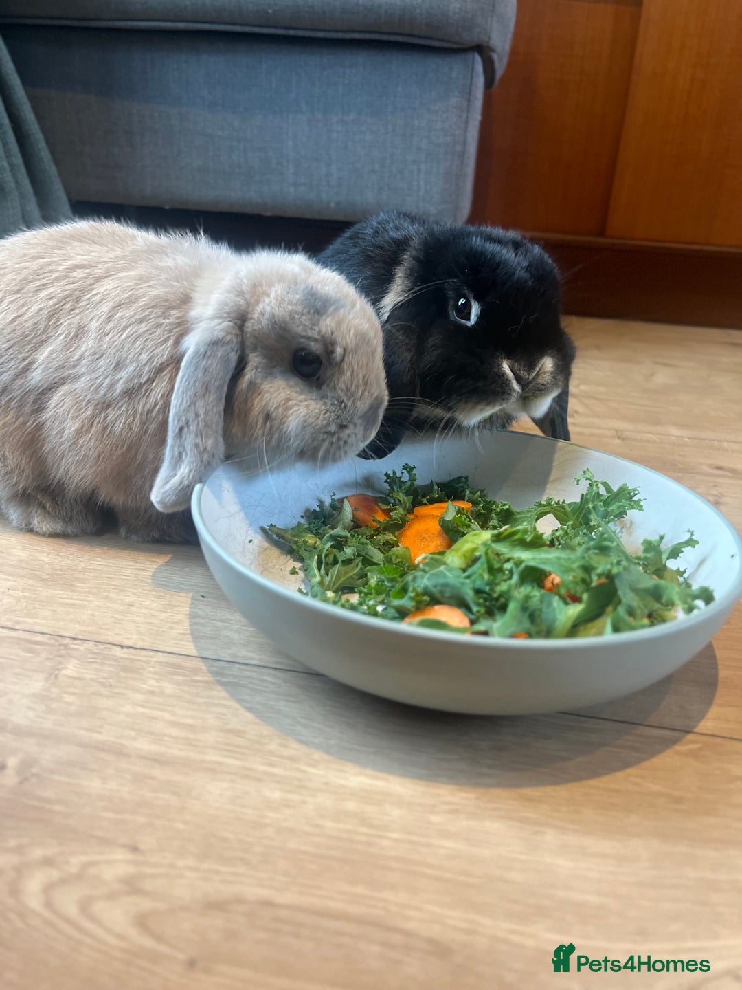 Mini Lop rabbits for sale: 2 Mini Lop + Large Hutch Ready for 5 star Family  - Image 9