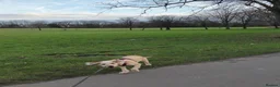 Mixed Breed dogs for sale: Crowley – Loving Lab×GWP Seeking Experienced Home in Bradford - Advert 13