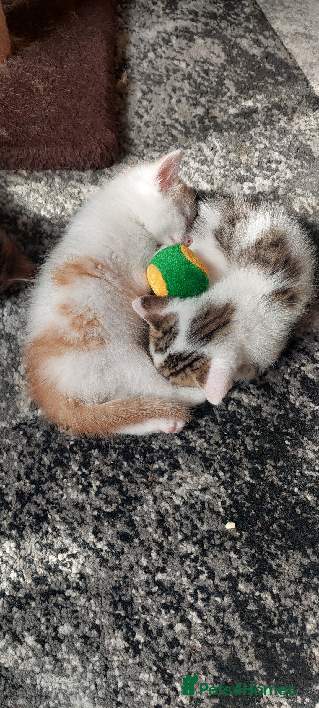 Mixed Breed cats for sale: Kittens for sale - Image 22