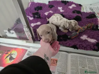 Miniature Dachshund dogs Arthur and martha - Advert 1