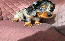 Miniature Dachshund dogs for sale: Beautiful litter of long haired mini dachshunds  - Image 19