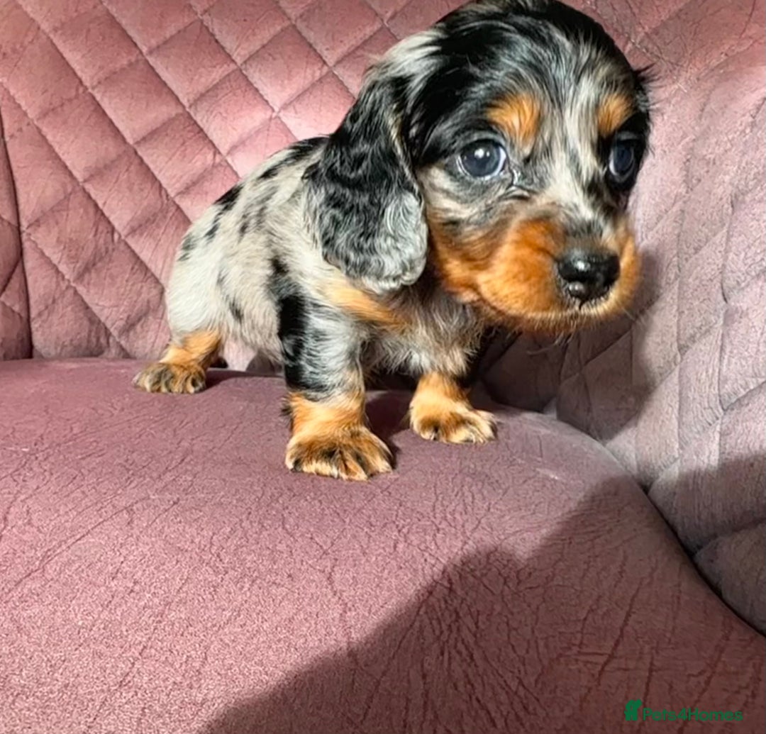 Miniature Dachshund dogs for sale: Beautiful litter of long haired mini dachshunds  - Image 19