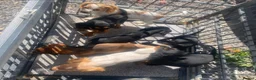 Cocker Spaniel dogs for sale: Gorgeous Cocker Spaniel puppies - Advert 4
