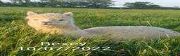 Alpaca livestock for sale: BAS registered breeding female Alpacas  in Totnes - Advert 7