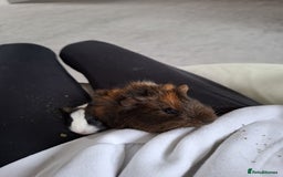 Guinea Pig rodents for sale: 2 male guinea pigs - Image 3
