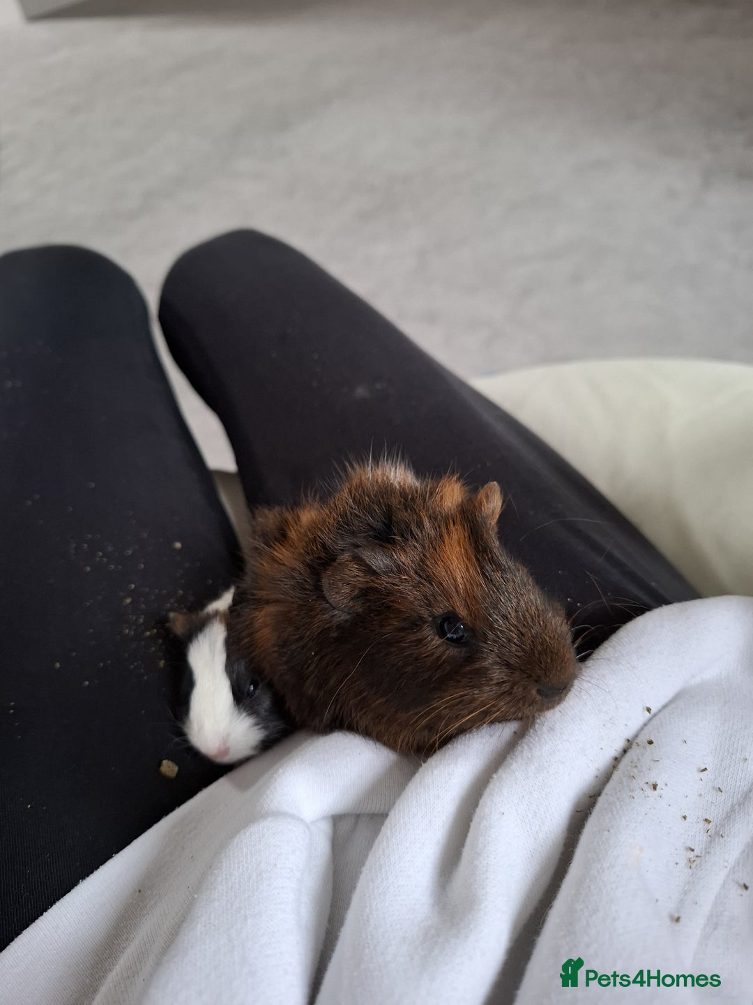 Guinea Pig rodents for sale: 2 male guinea pigs - Image 3