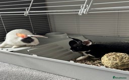 Mixed Breed rabbits for sale: 2 Bunnies with cage and all remaining supplies  - Image 9