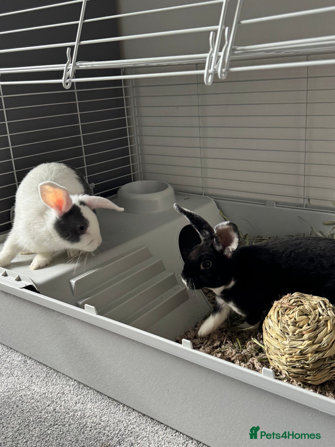 Mixed Breed rabbits for sale: 2 Bunnies with cage and all remaining supplies  - Image 9