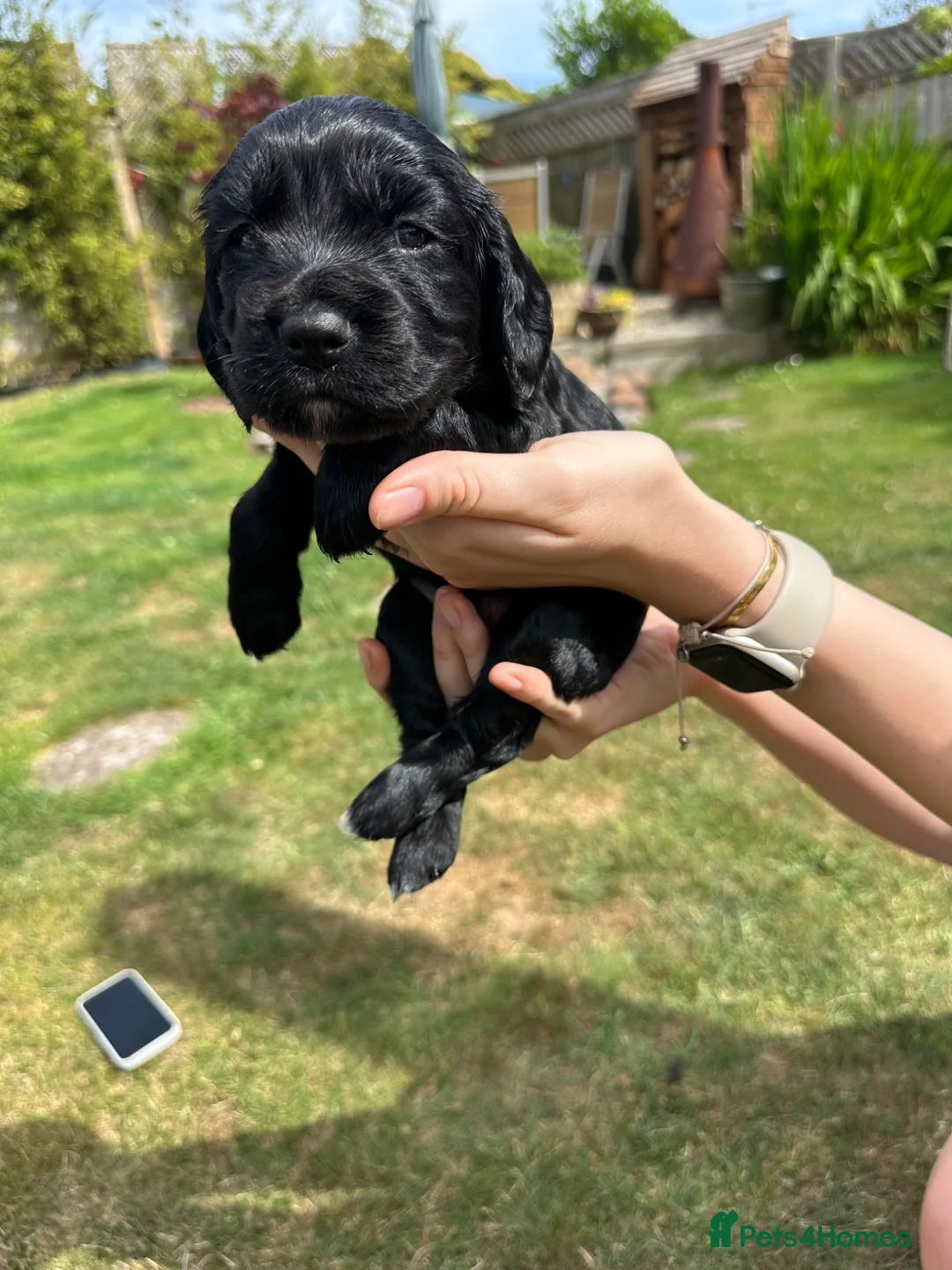 Cocker Spaniel dogs for sale: Beautiful KC Reg. Working Cocker Spaniel Puppies - Advert 2