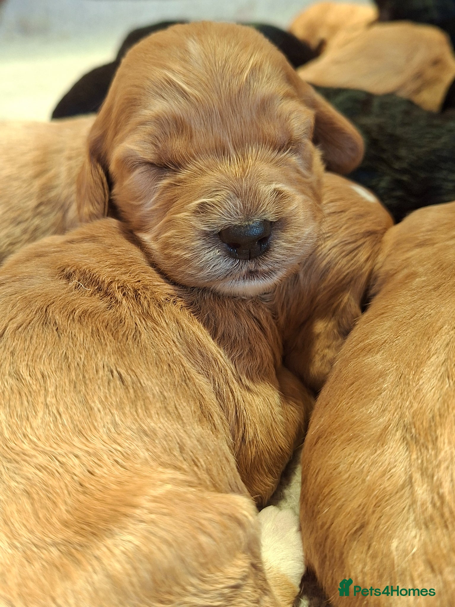 Cockapoo dogs F1 cockapoo puppies - Advert 2